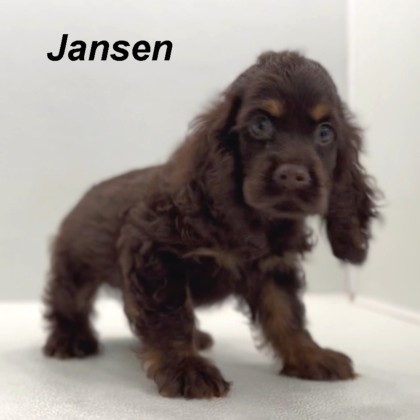 puppy, for, sale, Cocker Spaniel, Joe & Cherri  Overlease, dog, breeder, Miller, MO, dog-breeder, puppy-for-sale, forsale, nearby, find, puppyfind, locator, puppylocator, aca